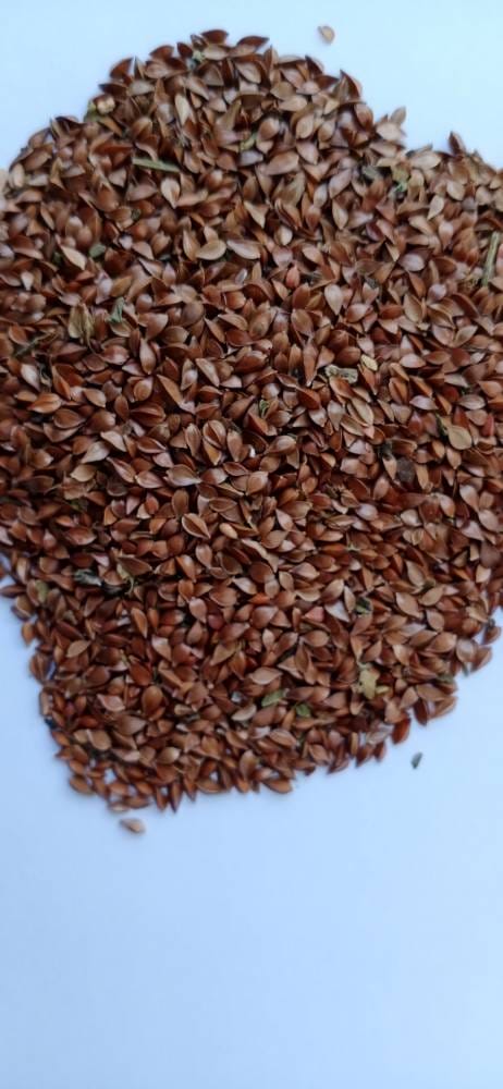 遼寧食葉草種子批發(fā) 遼寧食葉草種子批發(fā)